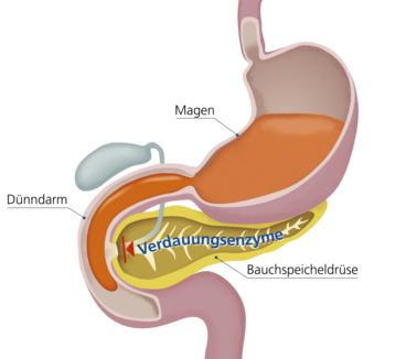 Hier sieht man wo die Bauchspeicheldrüse liegt und auf Magen und Dünndarm wirkt.