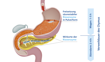 Hier sieht man das die Rizoenzyme säuretabil sind und schon im Magen wirken.