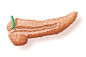 Hier sieht man die Bauchspeicheldrüse die für die Verdauung essentiell ist und bei Diabetes und EPI eingeschränkt arbeitet.