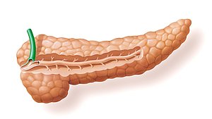 Hier sieht man die Bauchspeicheldrüse die für die Verdauung essentiell ist und bei Diabetes und EPI eingeschränkt arbeitet.