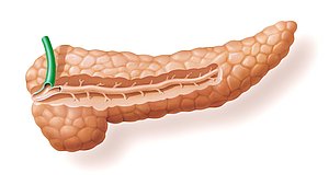 Hier sieht man die Bauchspeicheldrüse die für die Verdauung essentiell ist und bei Diabetes und EPI eingeschränkt arbeitet.