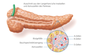 Hier sieht man den Langerhans'sche Inselzellen und Azinuszellen des Pankreas