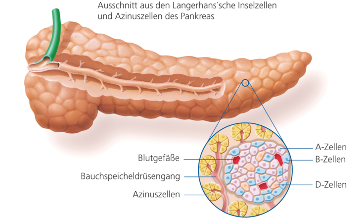 Hier sieht man den Langerhans'sche Inselzellen und Azinuszellen des Pankreas © Iom123 / Fotolia.com