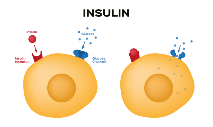 Hier sieht man die Verarbeitung von Insulin in den Zellen. © gritsalak / adobe.stock