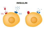 Hier sieht man die Verarbeitung von Insulin in den Zellen.