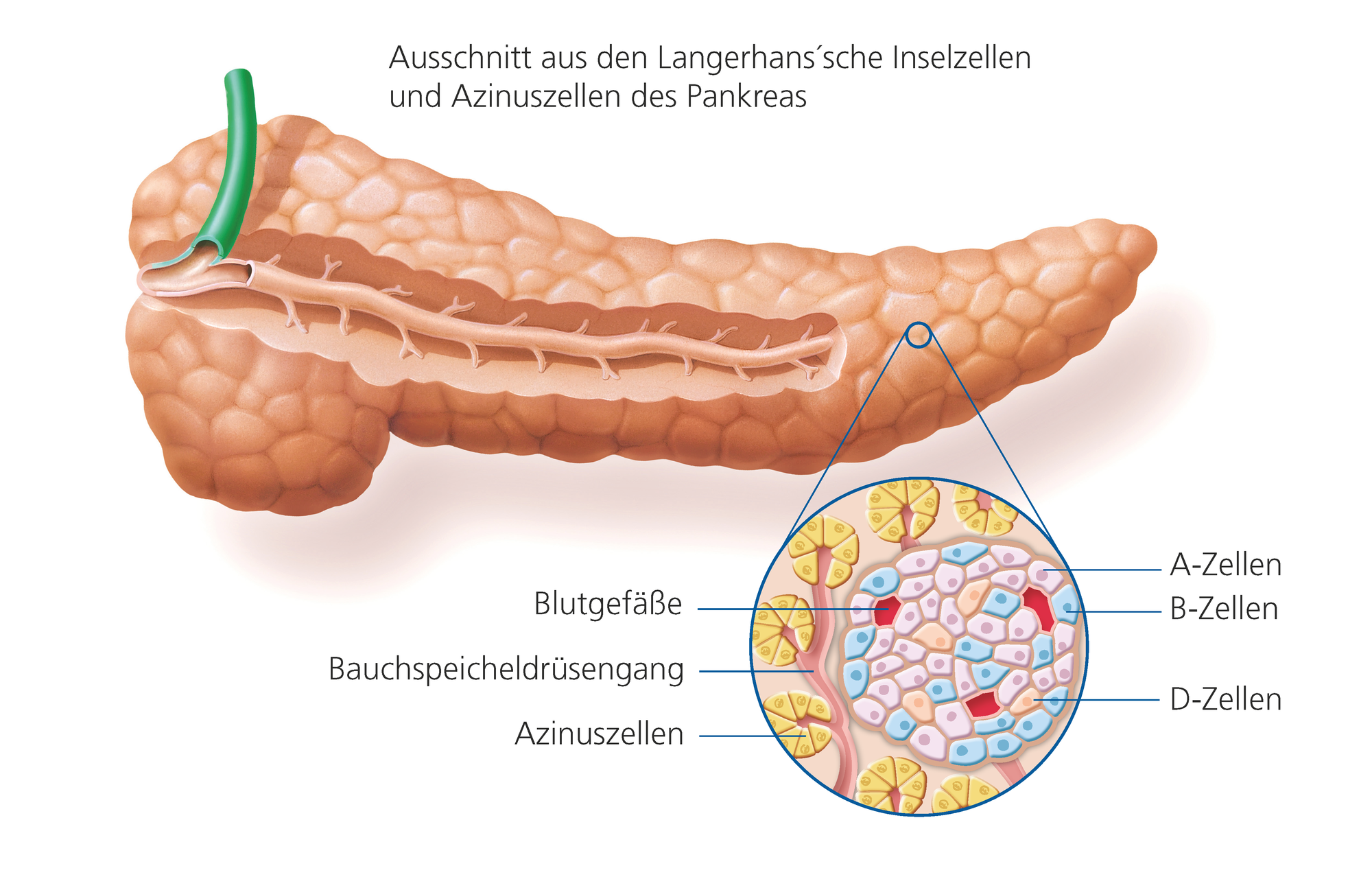 Bauchspeicheldrüse (Pankreas) Hier sieht man den Langerhans'sche Inselzellen und Azinuszellen des Pankreas © Iom123 / Fotolia.com